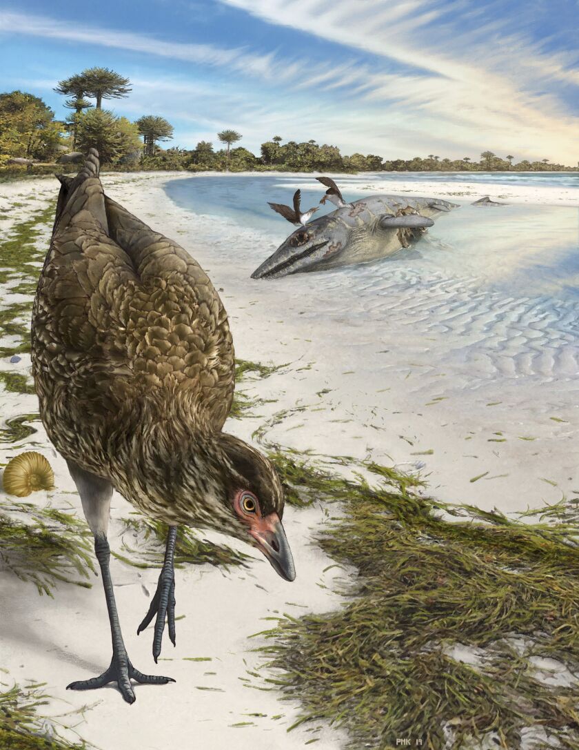 This illustration by Phillip Krzeminski provided by researchers shows the world’s oldest modern bird, Asteriornis maastrichtensis, nicknamed the “Wonderchicken,” in its original environment, about 66.7 million years ago.