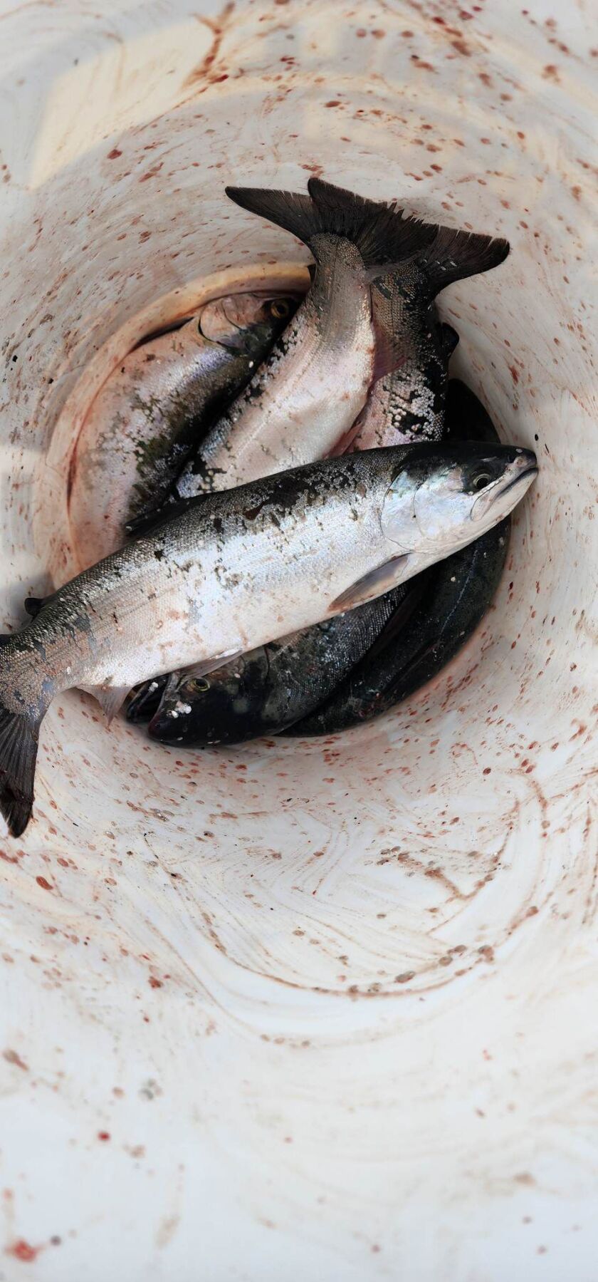 Dana Robinson found coho success at Calumet Harbor. Provided photo