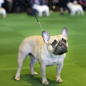 A French bulldog competes at the Westminster Kennel Club show in New York. | AP file photo