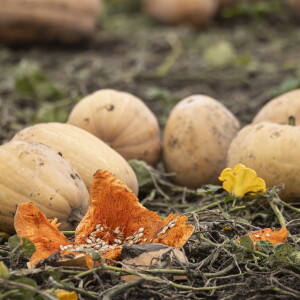 STEINBERGPUMPKINS_261018-04.jpg