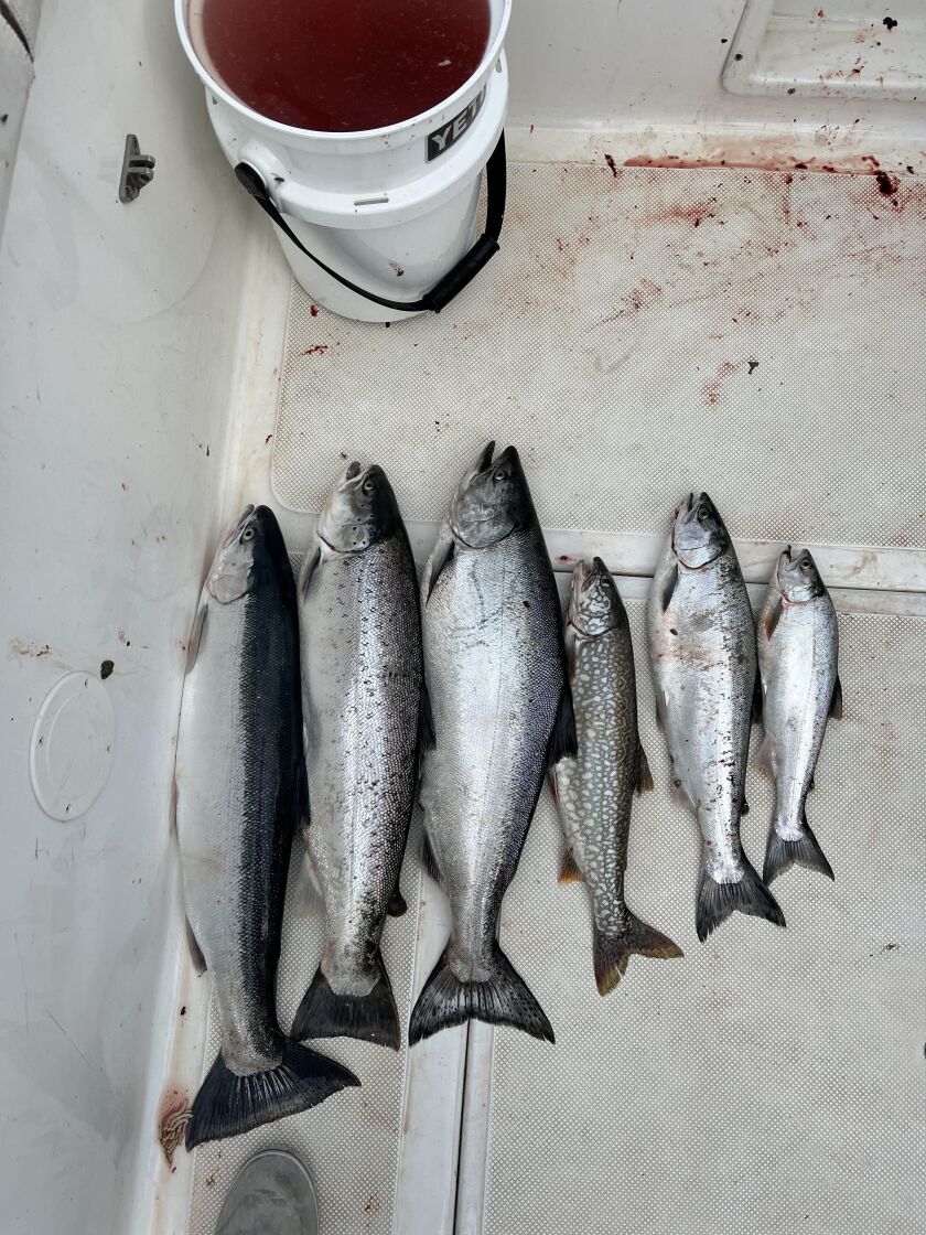First Super Lake Michigan Slam—steelhead, brown rout, Chinook, lake trout, coho, pink salmon—on Storm Warning Charters out of Burnham Harbor. Provided photo