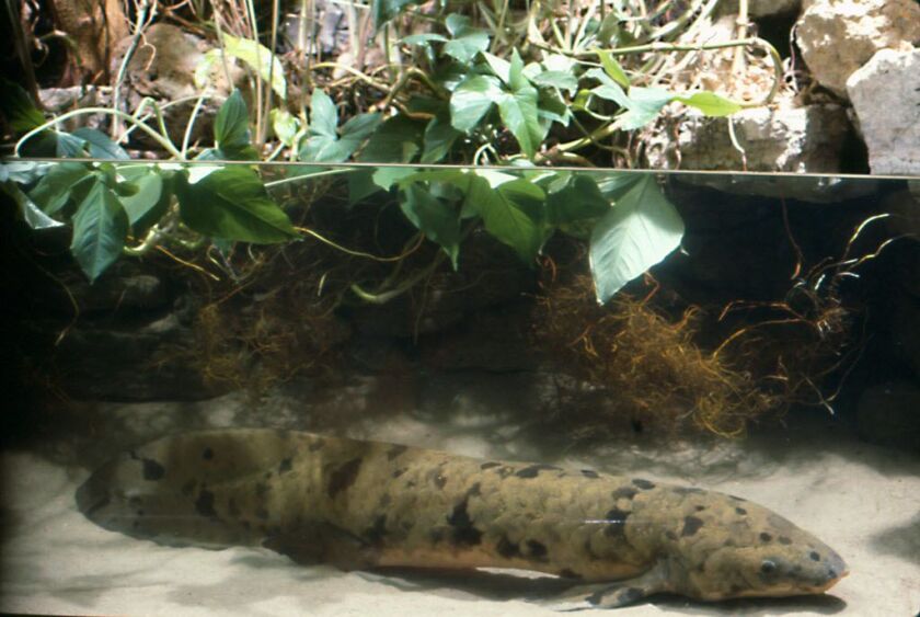 “Granddad” at Shedd Aquarium in 2004. The lungfish arrived at the Shedd in 1933 from an aquarium in Sydney, traveling from California to Chicago on the Shedd’s famed railroad car, the Nautilus, in time to be displayed at the World’s Fair that year. It was