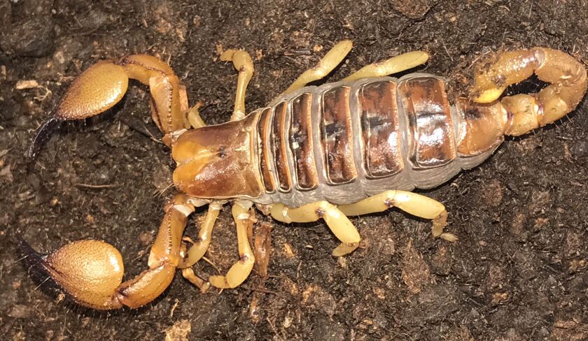 An African burrowing scorpion, is one of 100 arachnids that can be seen at Brookfield Zoo’s summer exhibit—Amazing Arachnids. | Provided photo