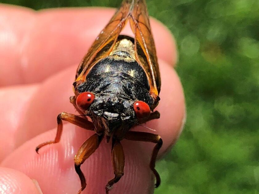 Carl Strang, despite the pandemic, was able to do his 2021 update of the Singing Insects of the Chicago Region; notable in 2020 was an emergence of periodical cicadas in some areas, which are different than the late-summer dog-day or annual cicadas; here is a closeup of a periodical cicada in Brookfield by David Jakubiak early in the summer. Credit: David Jakubiak