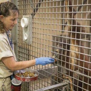 Nava Greenblatt feeds and trains Kecil, a 4-year-old orangutan. | Ashlee Rezin/Sun-Times
