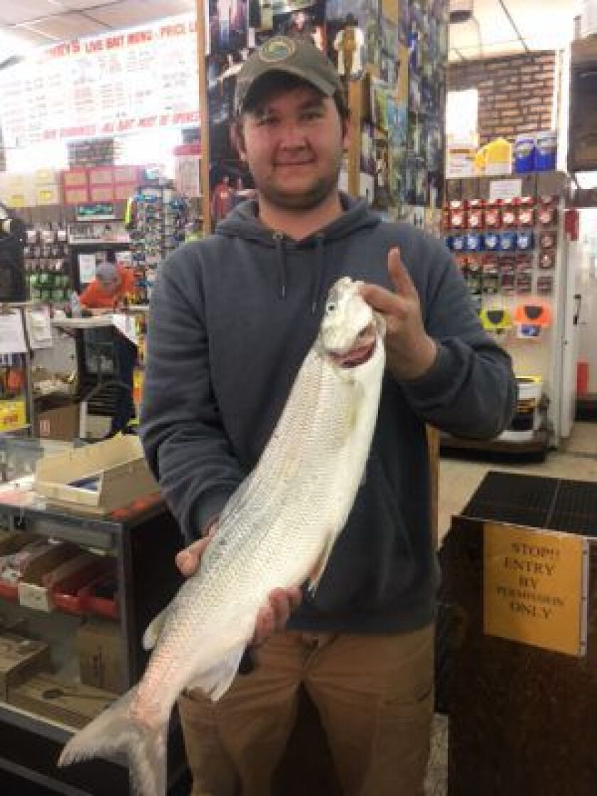 Ken Maggiore with his 7.5-pound Illinois-record whitefish.<br>Provided by Henry’s Sports and Bait Shop