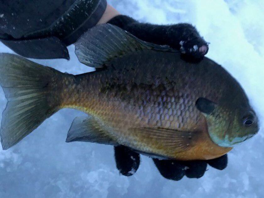 Charles Zheng with a good bluegill in Lake County. Provided photo