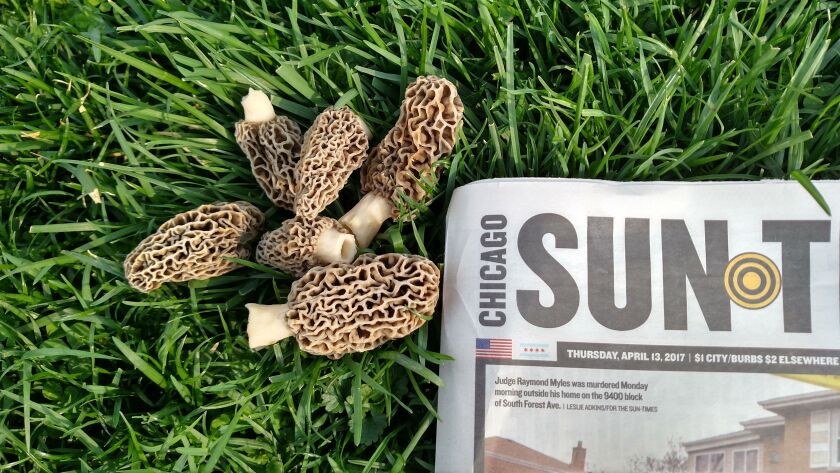 Early find of morel mushrooms on April 13 (with the Sun-Times as the date stamp) in northeast Illinois;<br>Credit: Dale Bowman