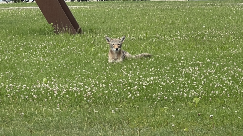 A competitor of the red fox for food, the coyote, shown earlier this year downtown near Lake Michigan.