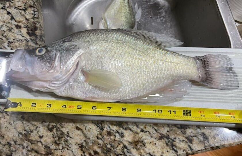 Carl Burch’s crappie from Saganashkee Slough measured. Provided by BoRabb Williams
