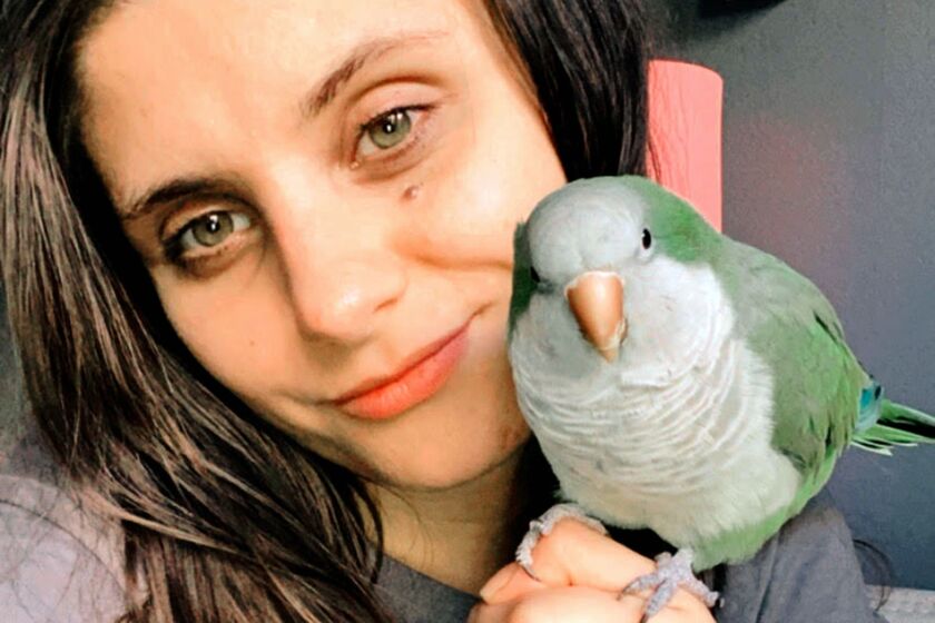 parrot1.jpeg