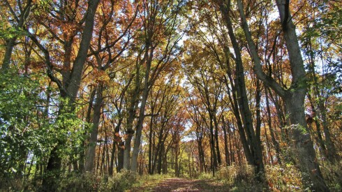 The largest roadless area — and most remote place — in Cook County: Cap Sauers Holding, a forested, certified nature preserve within the Sag Valley Trail System.