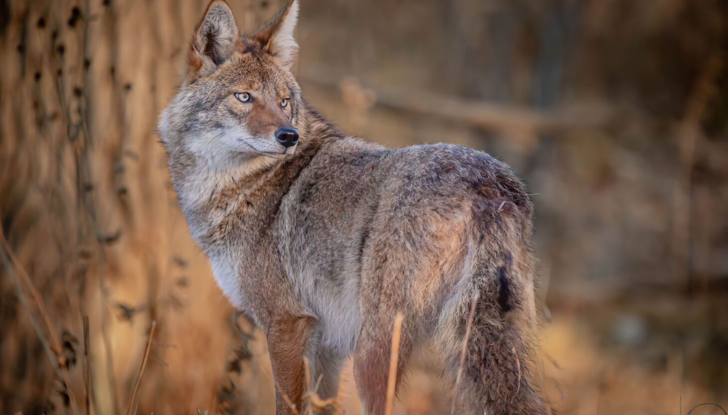 NextImg:Chicago outdoors: Sundogs, North Side coyote, next Conservation Congress