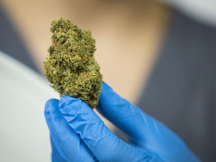 A manicured medical marijuana flower is shown during a tour of Illinois Grown Medicine in Elk Grove Village. File Photo. | Ashlee Rezin/Sun-Times