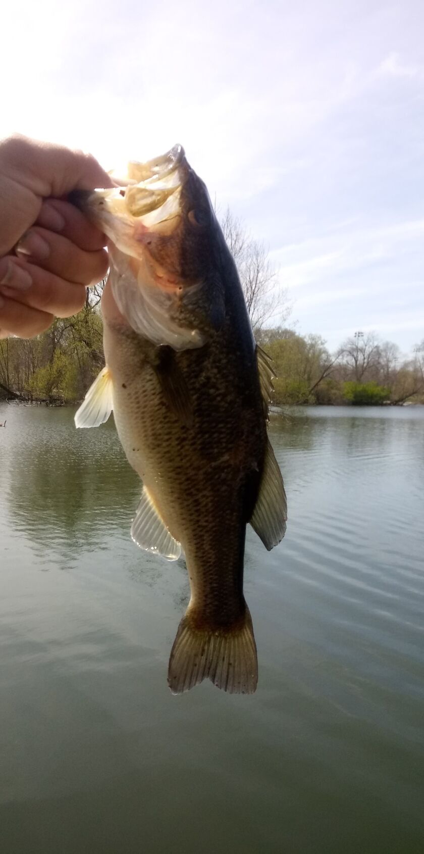 McKinley Park largemouth bass. Photo provided by Jeffrey Williams.