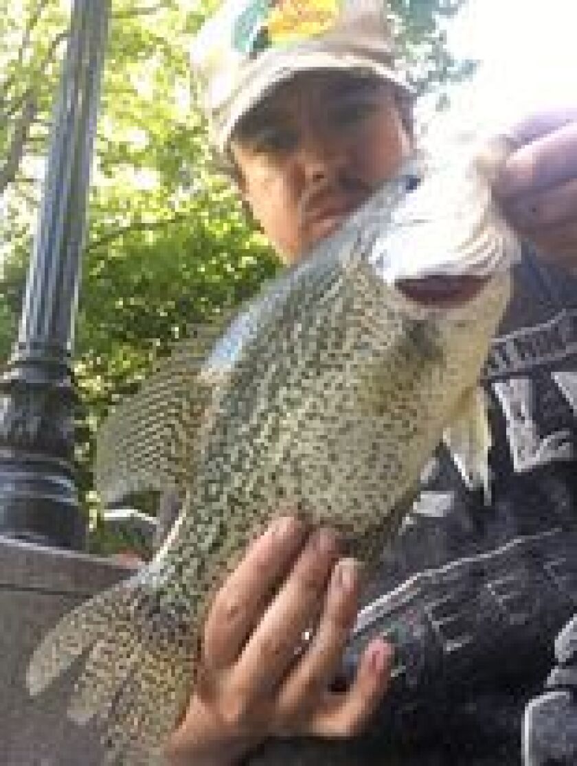 Jeffrey Williams with his heaviest-ever crappie from the Chicago River. Provided photo