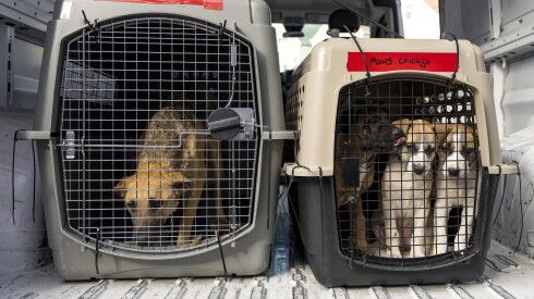 Docenas de perros y cachorros llegaron al Centro Médico Kocourek de PAWS Chicago y a la Lurie Clinic en el vecindario de La Villita el martes. Formaban parte de una transferencia de mascotas de emergencia que se volvió necesaria debido a la sobrepoblación en algunos refugios de animales de Los Ángeles, causada por la incautación de cientos de otros perros durante una investigación por abuso animal.