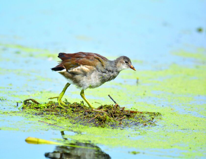 Common_Gallinule.jpg