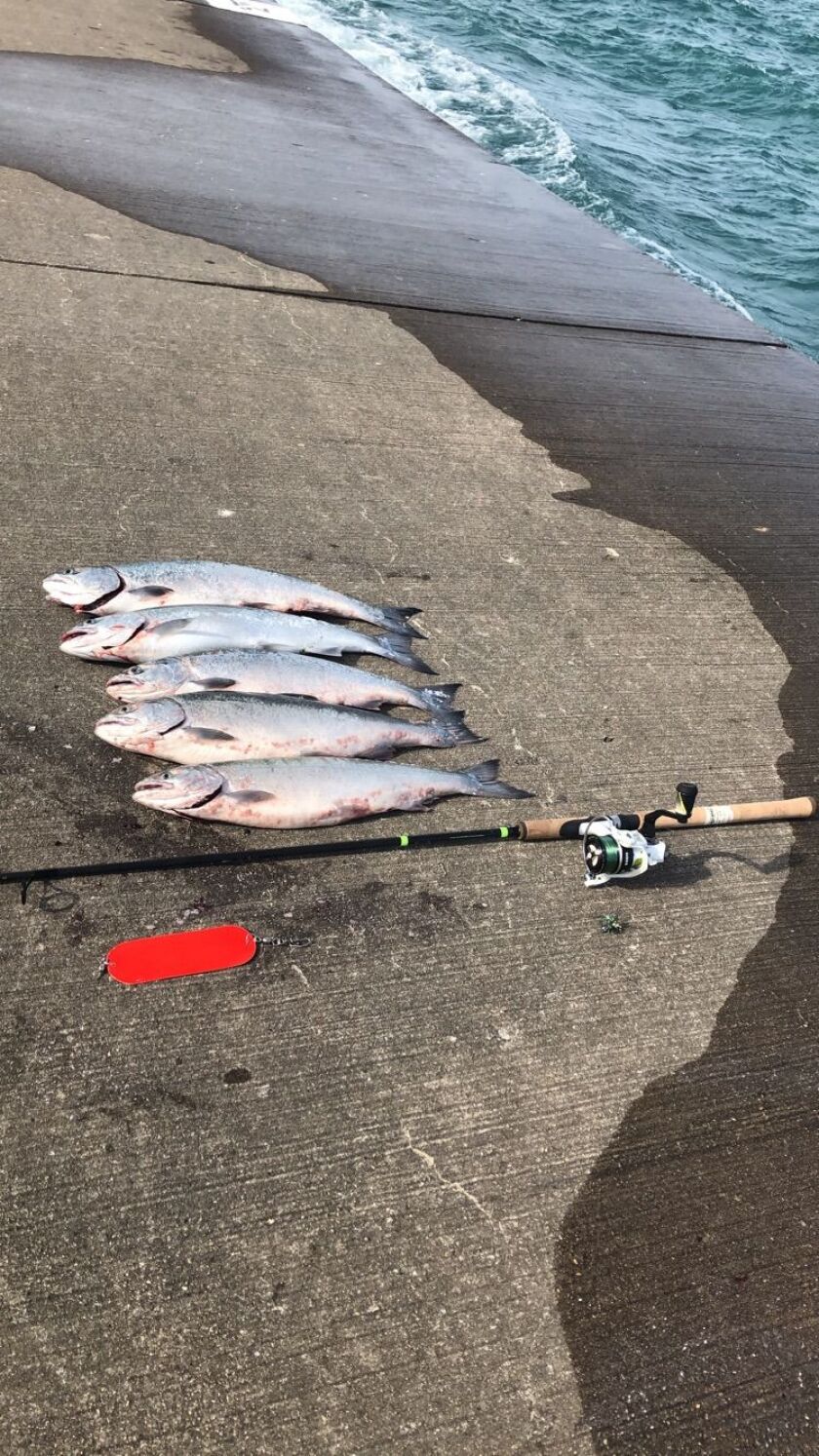 File photo of a limit of coho caught “strolling” on the Chicago lakefront. Provided by Anthony Sokolov