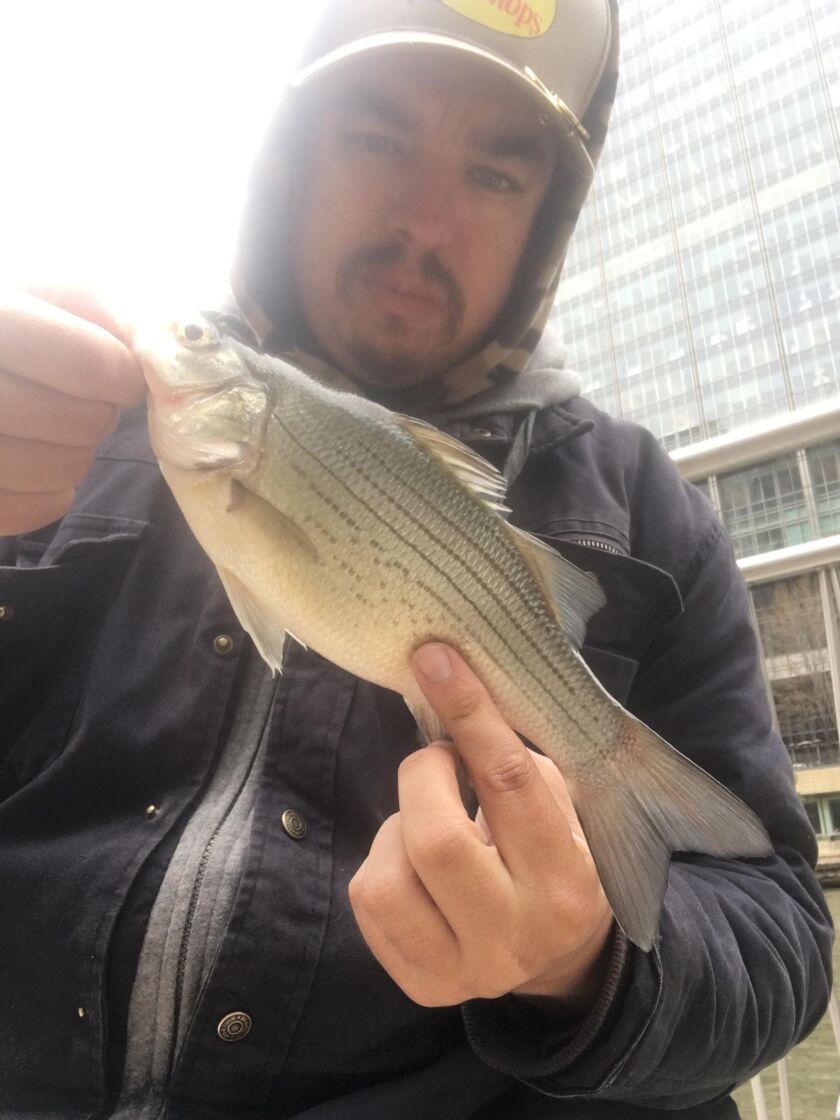 Jeffrey Williams with a white bass caught downtown on the Chicago River. Provided photo