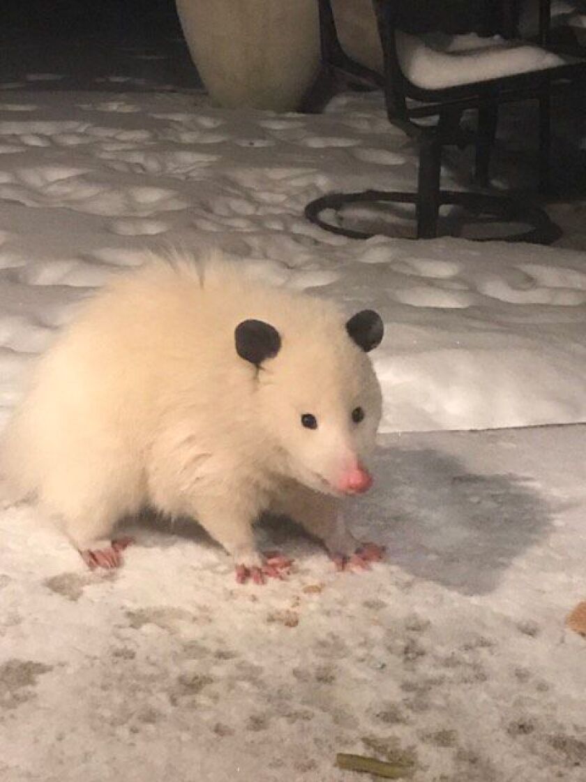 possum2018albinomaybe.jpg