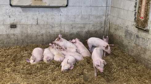 Piglets at the Chicago High School for Agricultural Sciences.