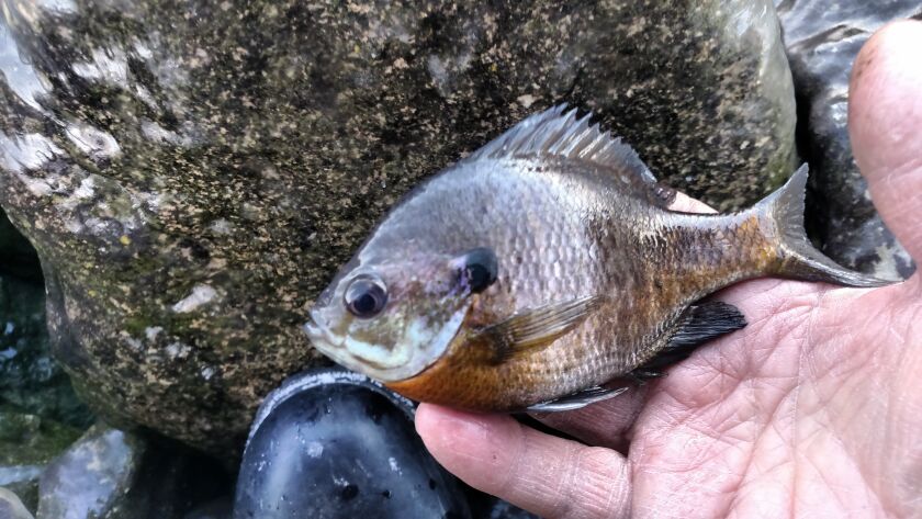 A fairly typical bluegill from laSalle Lake, caught opening day last year on the east side of the south pool.<br>Credit: Dale Bowman