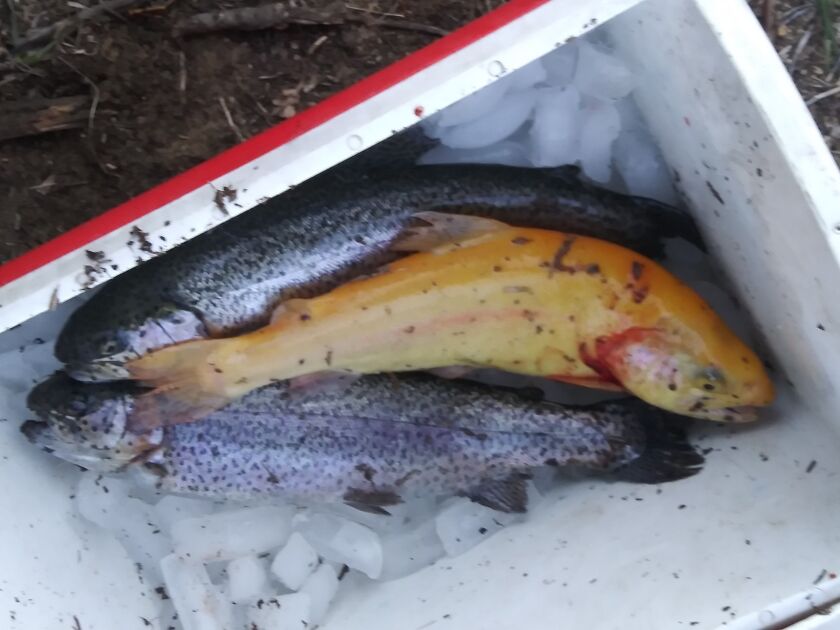 The trout catch by Bob Derzinski and son Jim included a golden rainbow trout. Provided by Bob Lubek