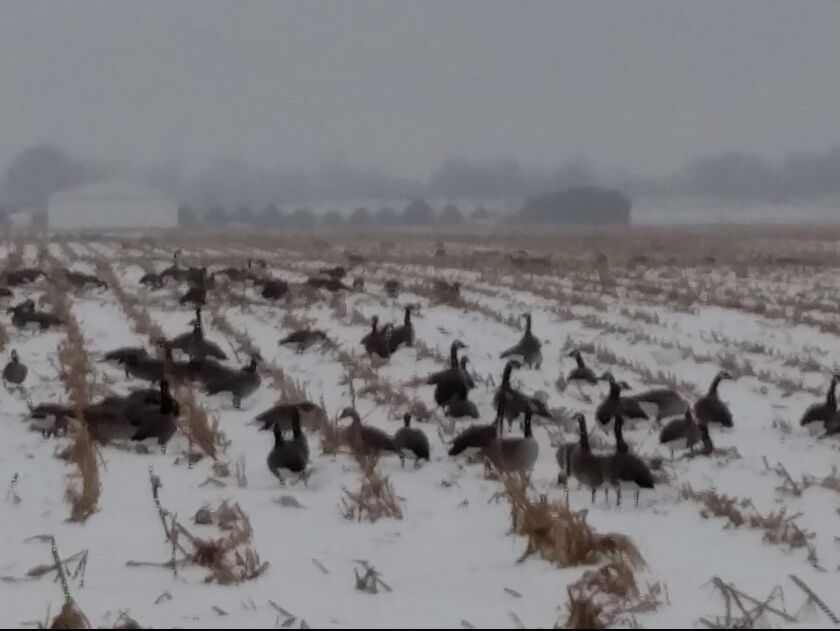 Waterfowl hunting is as much about managing water, crops and food as calling<br>Credit: Dale Bowman