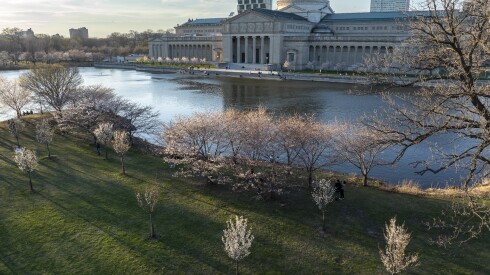 The Jackson Park cherry blossom trees which bloomed earlier this week, can see seen from the air, Wednesday, April 8, 2026.