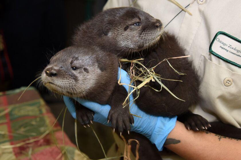 The otter pups are the first of their species to be born successfully at Brookfield Zoo. | Jim Schulz/Chicago Zoological Society