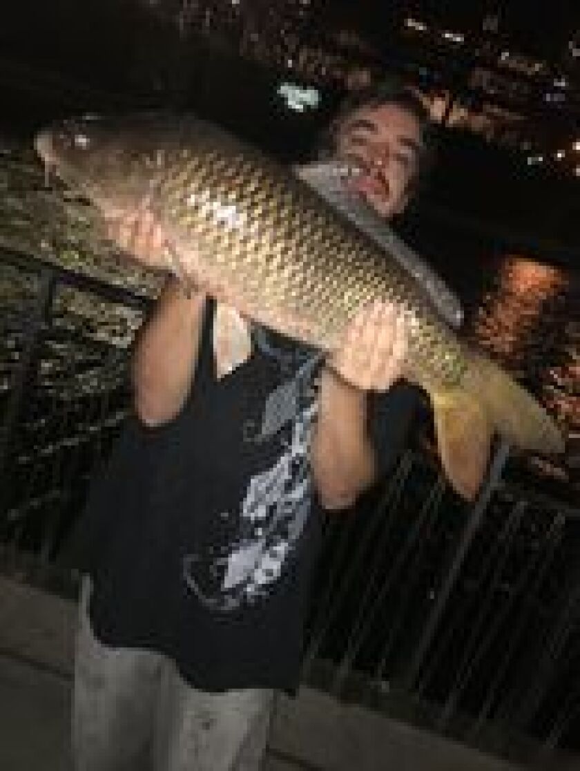 A big Chicago River carp. Provided by Jeffrey Williams