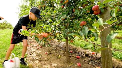 Trent Ziemann picks apples at Kuipers Family Farm in Maple Park.