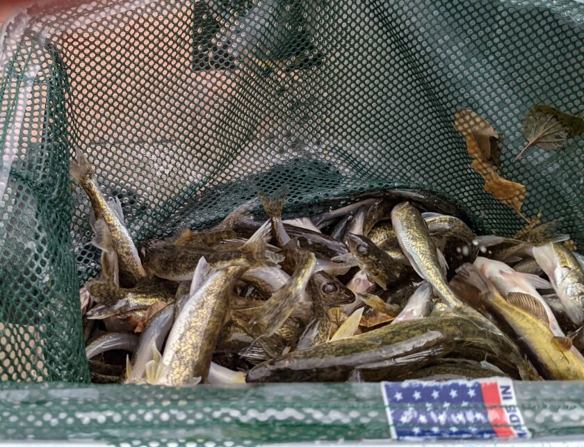A netful of walleye to be stocked into Wolf Lake as part of a Perch America project. Credit: Dale Bowman