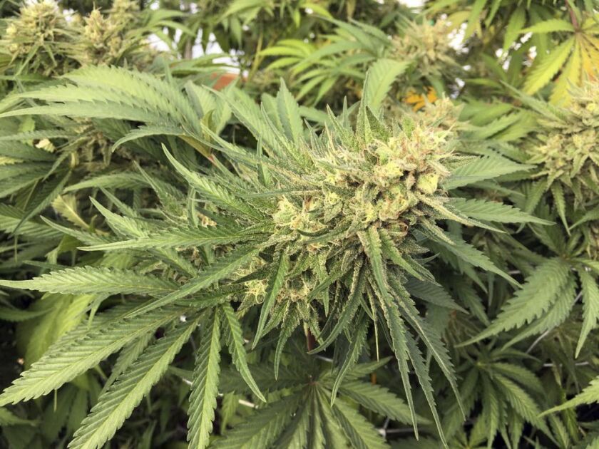 Jamaican cbd oil products are now being shipped to Canada. | AP photo