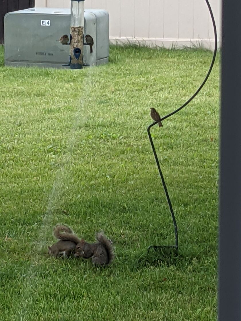 Two backyard rodents squirrel away spilled grain under a bird feeder, while one bird sits and waits its turn. Credit: Dale Bowman