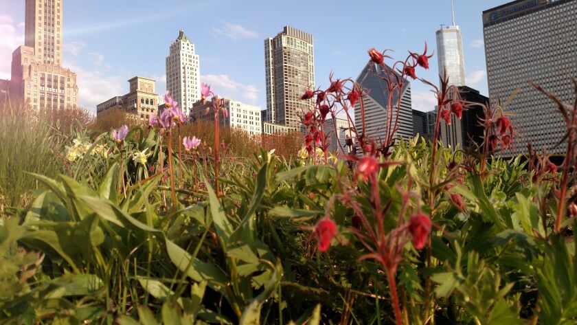 The beauty of Lurie Garden on a May morning as an urban wild space.<br>Credit: Dale Bowman