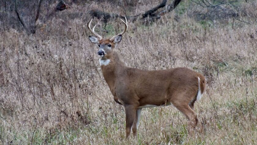 A young buck looking for love in the middle of the day during the beginning of Illinos’ firearm season.<br>Provided by Bob Coine