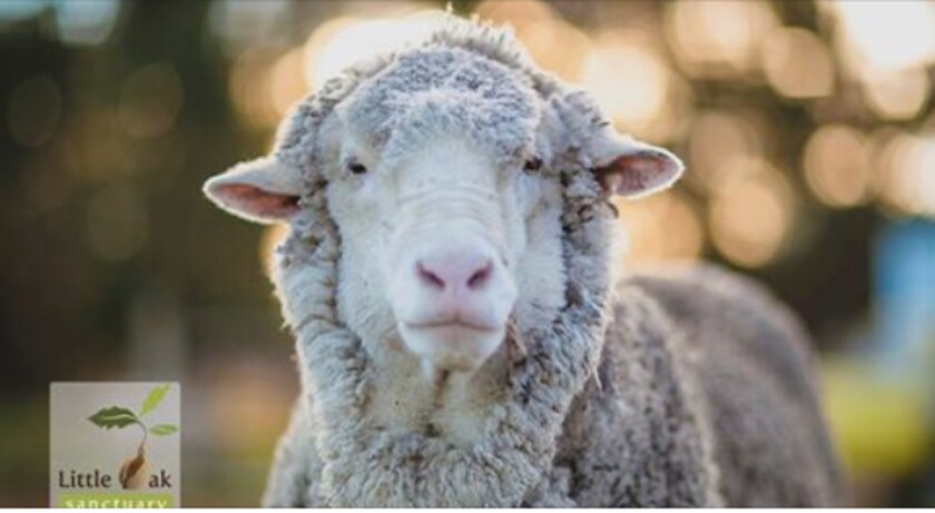 Chris the sheep.