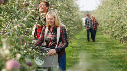Abby, and Charlie Fahey, pick apples on the grounds of their family run organic apple orchard, Peck and Bushel, in Colgate, WI.