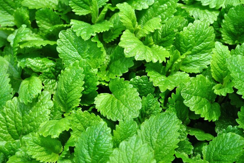 Lemon balm plants.
