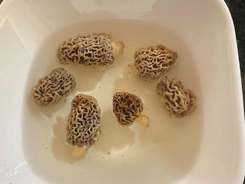Kyle Danhausen started his morel season last week. Photo provided