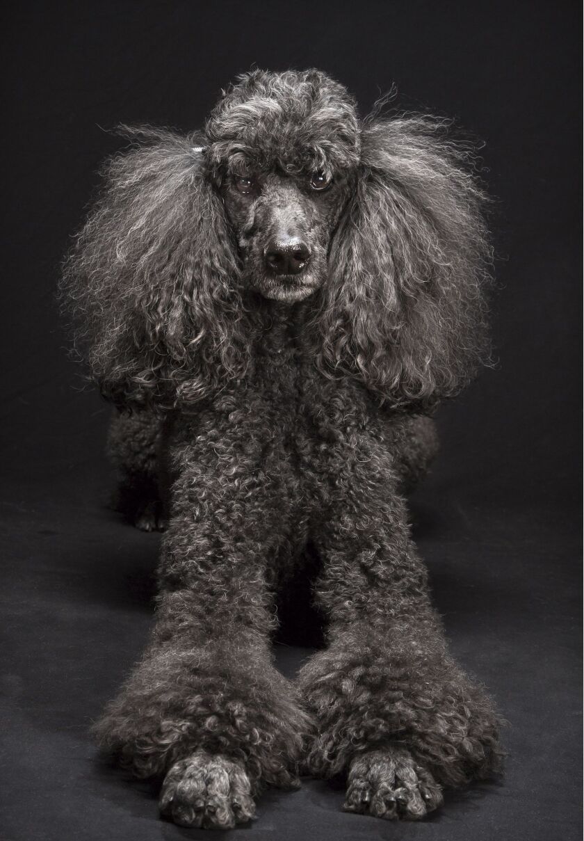 black_dogs_project_newm.jpg