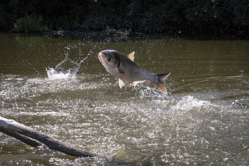 Silver carp jump out of the waters of the Illinois River last August,