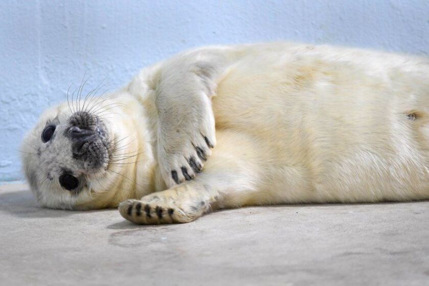 seals_03.jpg