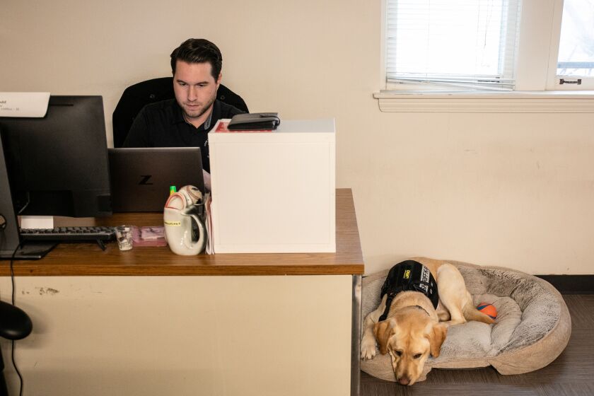 New K-9 Electronics for the Cook County Sheriff's Office Has a Nose for Crime Boone, the Cook County Sheriff's Office's first electronics-detecting K-9, sits on his dog bed near his handler, Internet Crimes Against Children Unit Investigator Daniel Codd, at the Cook County Sheriff's Office in Maywood, Tuesday, Dec. 13. 2022.