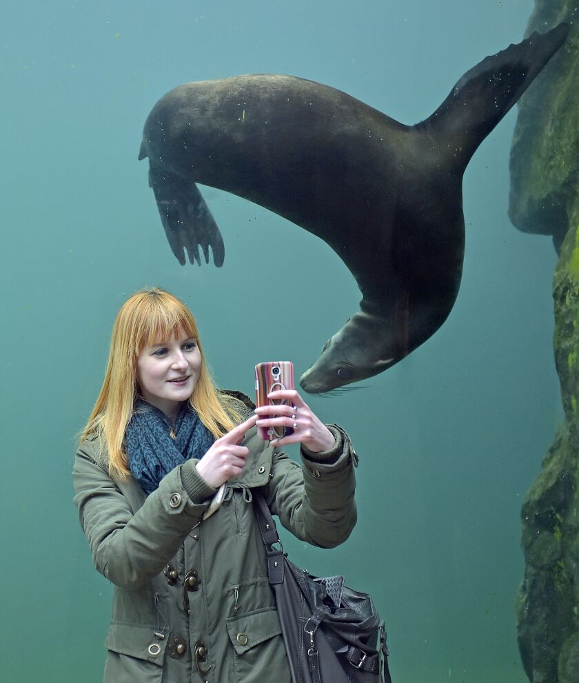 Julia takes a selfie with a seal in a water tunnel at the zoo in Gelsenkirchen, Germany, Monday, Jan. 26, 2015. (AP Photo/Martin Meissner)