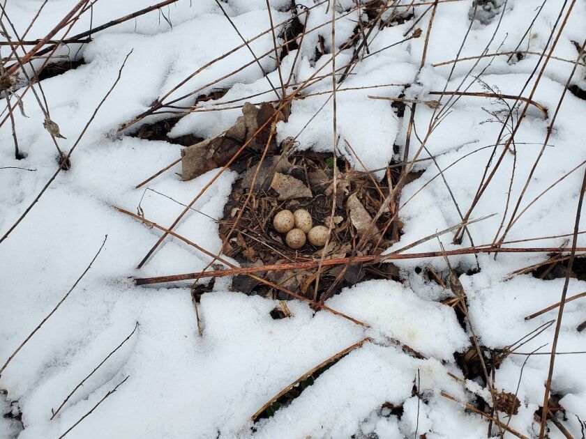 A woodcock nest in the snow in March. Photo provided by Brian Schlenger