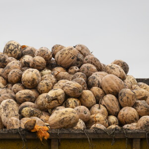 STEINBERGPUMPKINS_261018-15.jpg