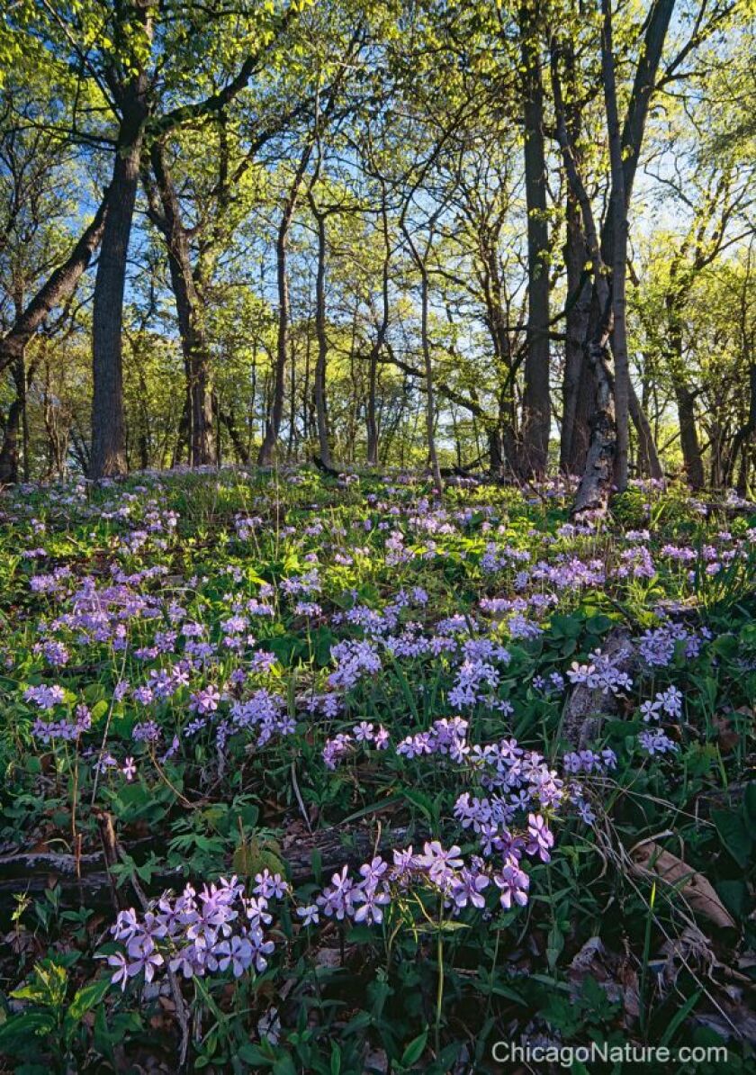 Black Partridge Woods in Lemont. | Copyright Mike MacDonald / ChicagoNature.com